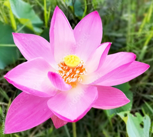 Obraz pink lotus flower