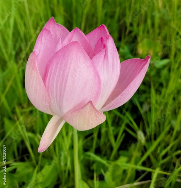 Obraz pink lotus flower