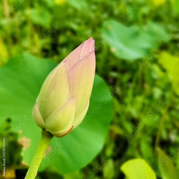 Obraz lotus flower bud