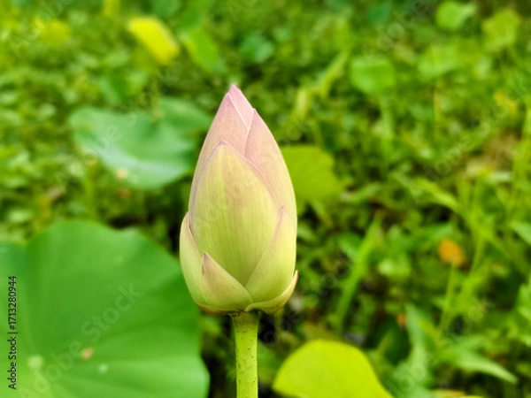 Obraz pink lotus flower