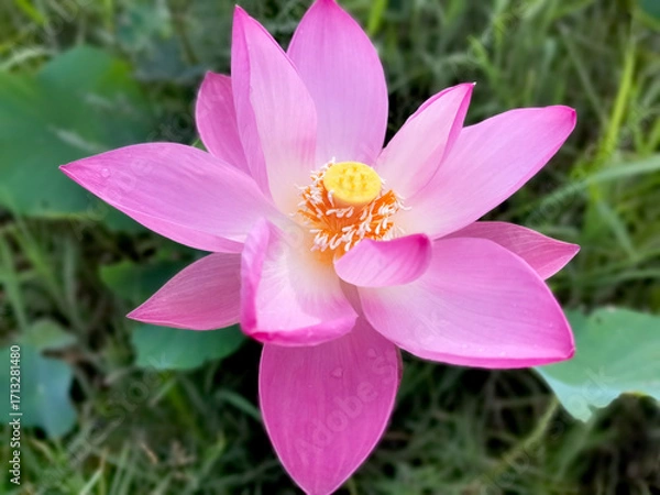 Obraz pink lotus flower