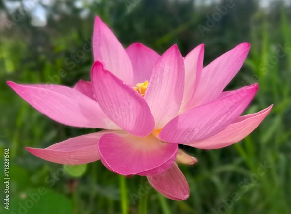 Obraz pink lotus flower