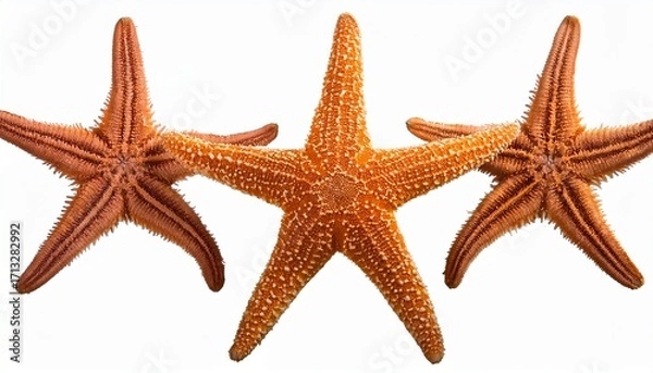 Fototapeta Starfish Five Arms Isolated White And Transparent Background