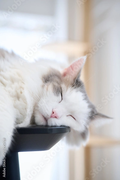 Obraz 机の上に寝ている白猫