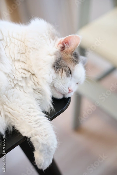 Obraz 机の上に寝ている白猫