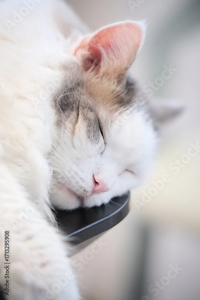 Obraz 机の上に寝ている白猫