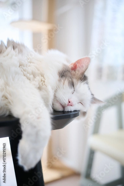 Obraz 机の上に寝ている白猫