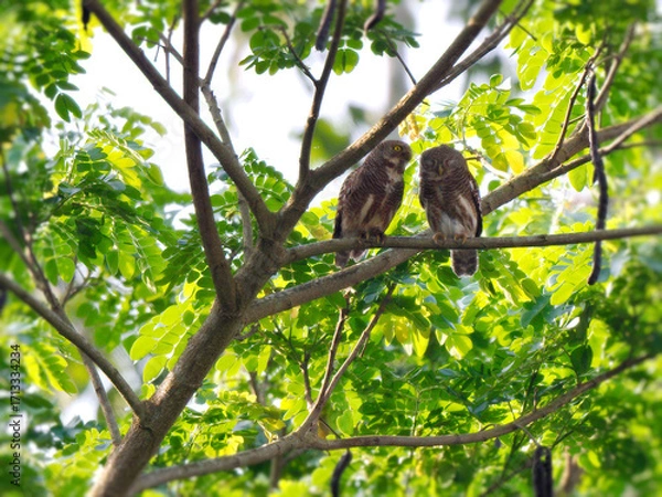 Fototapeta Pair of Asian Barred Owlets perch on a branch, courting at Kaeng Krachan National Park Thailand