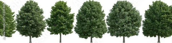 Obraz Multiple deciduous trees against white background