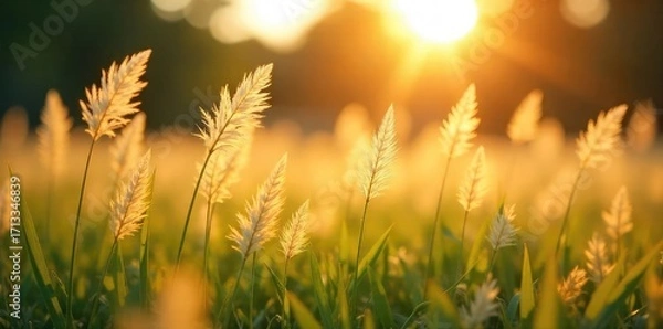 Fototapeta Ethereal Sunlight Illuminates Feathery Grass Field A Mesmerizing Dance of Light and Shadow in the Gentle Countryside Breeze