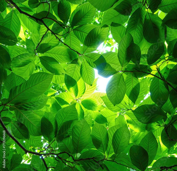 Obraz Green leaves background