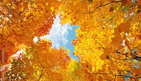 Obraz Autumn leaves background