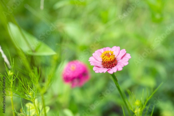 Fototapeta 野に咲く鮮やかな百日草