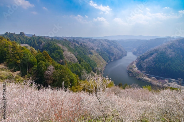 Obraz 渓谷を見下ろす古木と梅の帯（月ヶ瀬梅林）一目八景