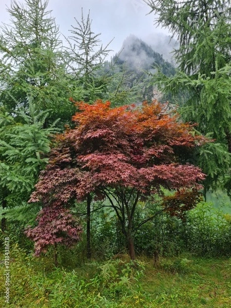 Fototapeta Red maple leaves indicate that autumn has arrived.