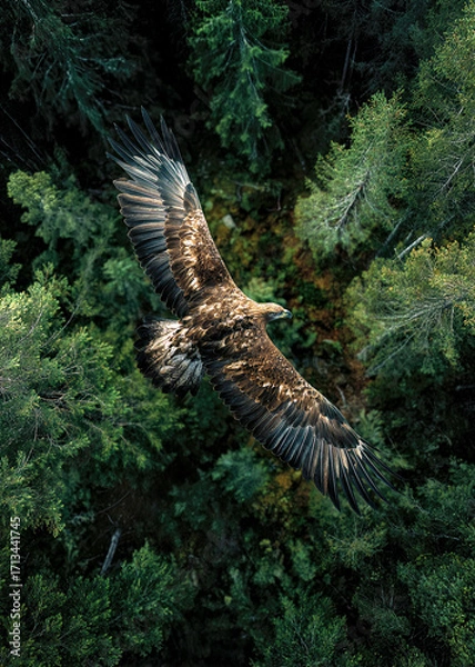 Fototapeta An eagle glides gracefully above a dense forest, its wings spread wide. The vibrant green trees below reflect the freshness of dawn, creating a serene atmosphere.