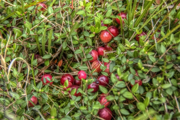 Obraz Vaccinium macrocarpon