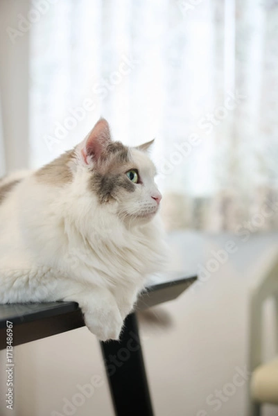 Obraz 机の上にのんびりしている白猫