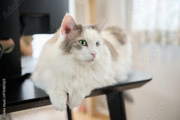 Obraz 机の上にのんびりしている白猫