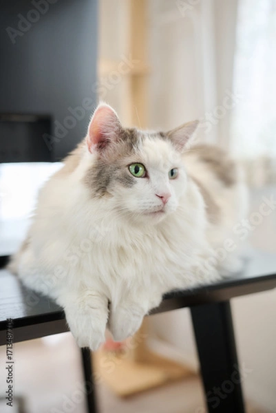 Obraz 机の上にのんびりしている白猫