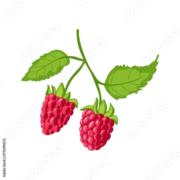 Fototapeta A branch of fresh, bright raspberries with green leaves. A delicious and healthy berry harvest. Isolated on a white background.
