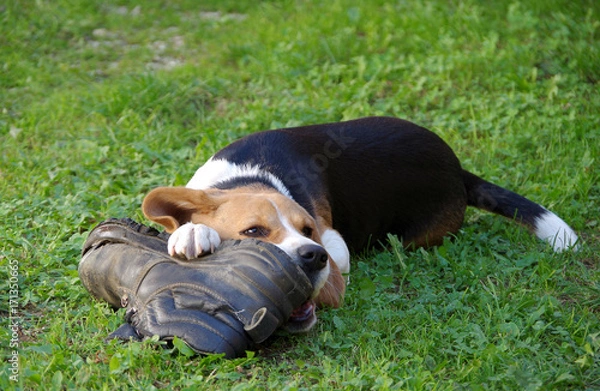 Obraz Dog beagle and shoe