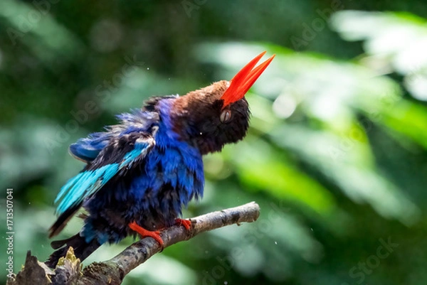 Fototapeta Blue bellied kingfisher on a tree branch, A blue-bellied kingfisher is drying its feathers, A blue-bellied kingfisher perching on a tree
