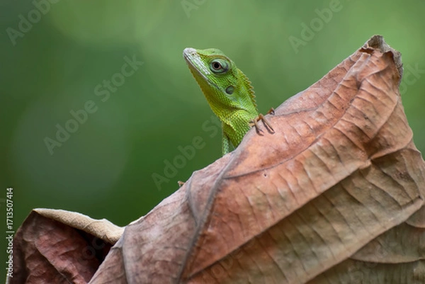 Fototapeta Manned Forest Lizard (Bronchocela jubata), Manned Forest Lizard perching on a dead leaves, Close up photo of a maned forest lizard