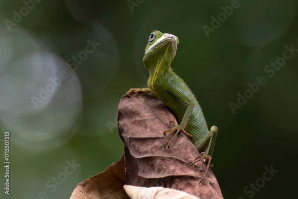 Fototapeta Manned Forest Lizard (Bronchocela jubata), Manned Forest Lizard perching on a dead leaves, Close up photo of a maned forest lizard