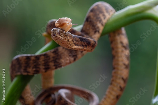 Fototapeta Keeled slug-eating snake on a tree branch, Keeled slug-eating snake with slug on its head