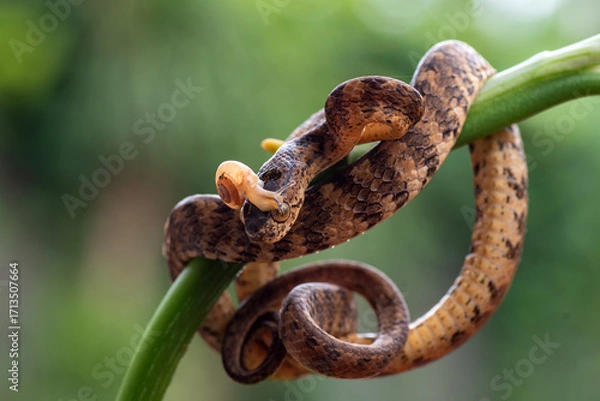 Fototapeta Keeled slug-eating snake on a tree branch, Keeled slug-eating snake with slug on its head