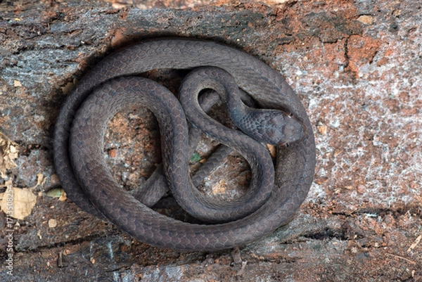 Fototapeta Close-up image of a Keeled slug-eating snake, Keeled slug-eating snake hiding inside a tree, Keeled slug-eating snake ( Pareas carinatus )