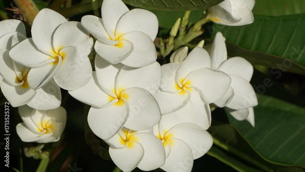 Obraz 南国リゾートの気分　プルメリア