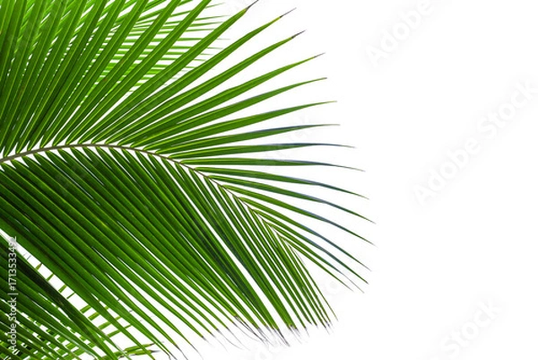 Fototapeta Palm tree leaf texture white background isolated closeup, coconut palm leaves decoration, green palm branch frame, exotic foliage pattern, design element for tropical island sea beach, summer holidays