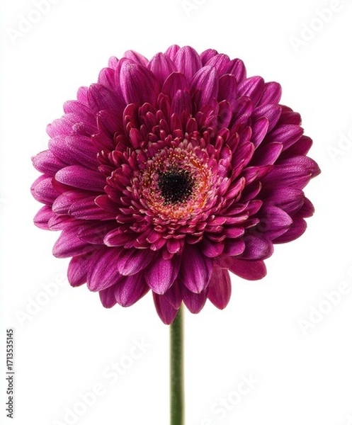 Obraz Dark Pink Gerbera Daisy Close Up with Water Droplets