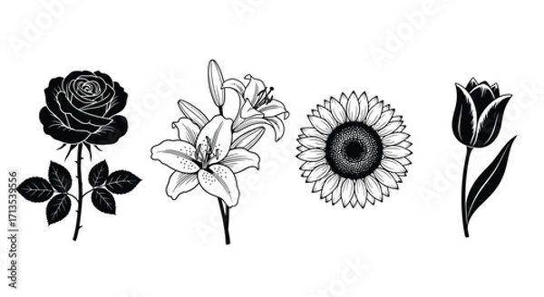 Fototapeta Collection of hand drawn floral outlines featuring rose lily sunflower and tulip blooms vector