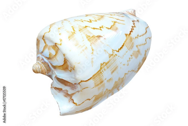 Fototapeta shell