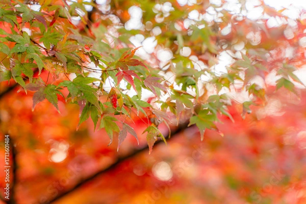 Fototapeta Closeup and crop the vibrant red and orange foliage of a Japanese maple tree in autumn season on bright sky background.