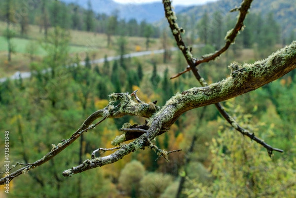 Obraz spring in the woods