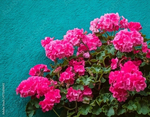 Fototapeta Creative concept of white daisy flowers arranged as a fluffy cloud with falling raindrops on a vibrant blue background, symbolizing spring freshness and nature’s beauty.
