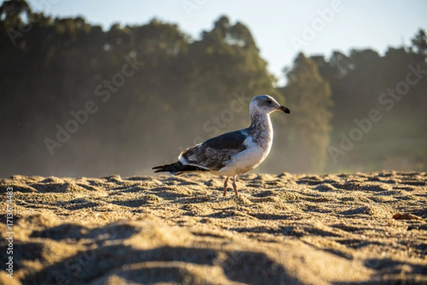 Obraz seagull on beach