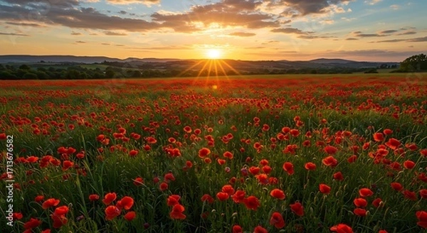 Obraz Golden hour light bathes a vibrant field of red poppies and green grass in a peaceful countryside setting