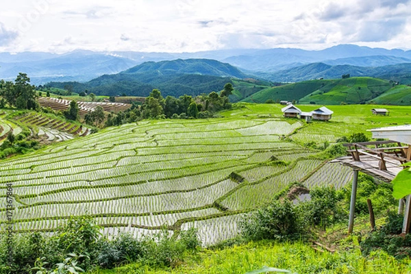 Fototapeta little house and Rice terrace in a cloudy lighting surrounded by trees and mountains with a raining storm in the background at Pa Bong Piang  Mae Chaem, Chiangmai, Thailand...