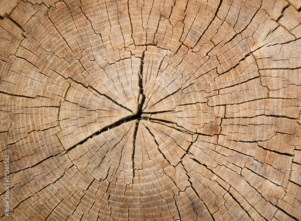 Fototapeta Wood surface as background, Cut wood tree trunk,  Wooden stump cut down tree with  as a wood texture.