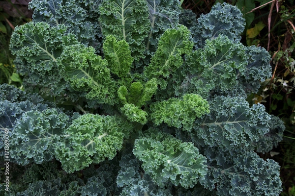 Fototapeta A healthy fresh curly kale