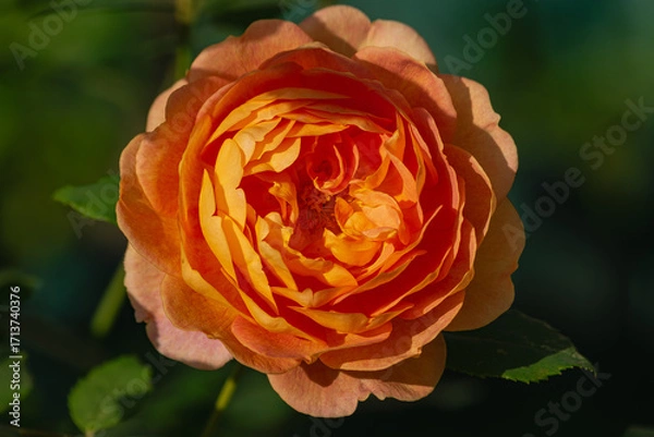 Obraz Orange rose blooming, with green leaves around, with sunlight and shadow from the leaves, close-up view