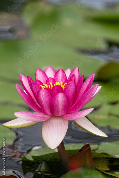 Obraz red water lily ( Nymphaea Pygmaea Rubra), blooming in a lake with green leaves around
