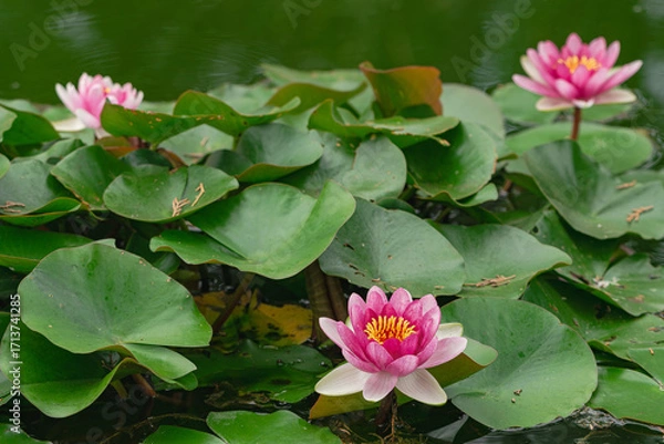 Obraz three red water lily ( Nymphaea Pygmaea Rubra), blooming in a lake with green leaves around