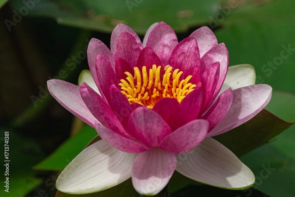Obraz red water lily ( Nymphaea Pygmaea Rubra), blooming in a lake with green leaves around