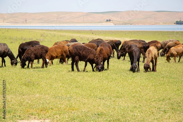 Fototapeta Flock of sheep grazing on green meadow near lake